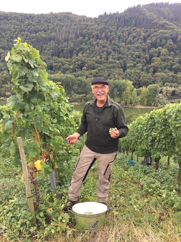 Winzer Alois bei der Weinlese im Steillagen-Weinberg an der Mosel, hält weiße Trauben in der Hand, Eimer mit frisch geernteten Weintrauben zwischen Rebstöcken vor bewaldeter Hügellandschaft.